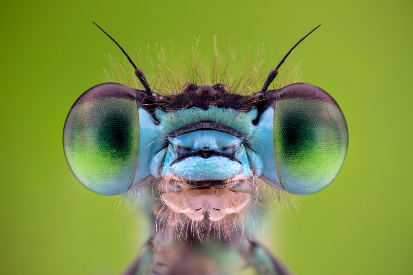 Close up of a Common Blue Damselfly, Enallagma cyathigerum